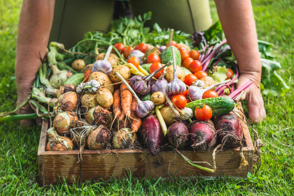 Un contratto di distretto per le aziende alimentari ed agricole "bio"